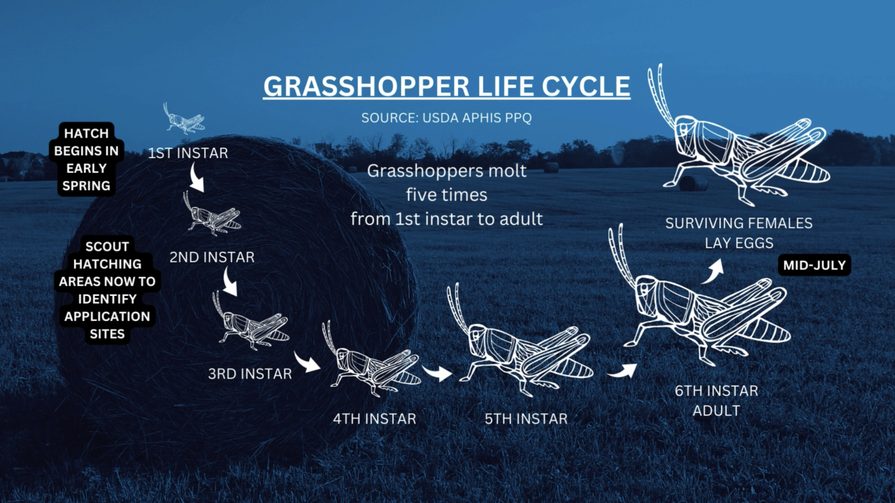 Grasshopper Life Cycle GFX