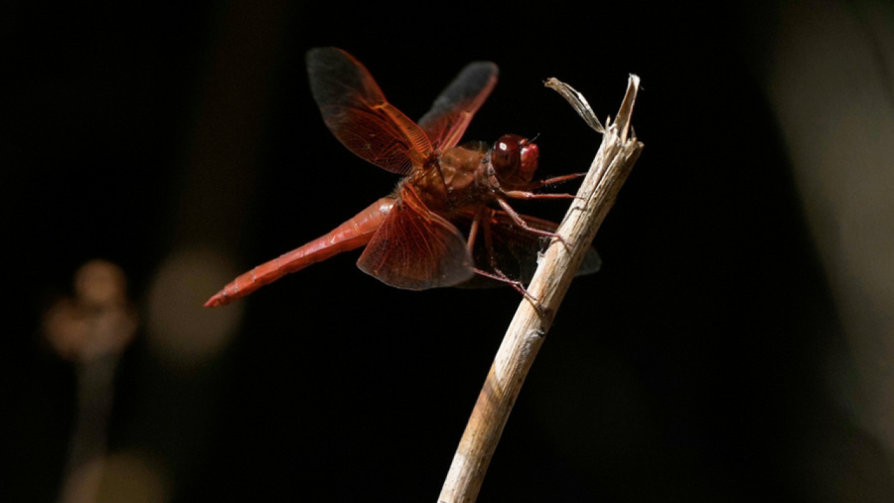 dragonfly_apphoto.png