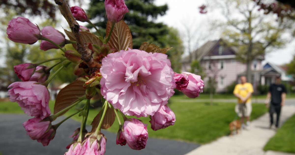Here's why it might feel like your allergies are worse this spring