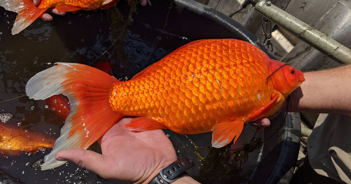 Curated visual reference: Goldfish Tank Size For Mature Goldfish Reference: Goldfish In Minnesota Are Growing To The Size Of Footballs