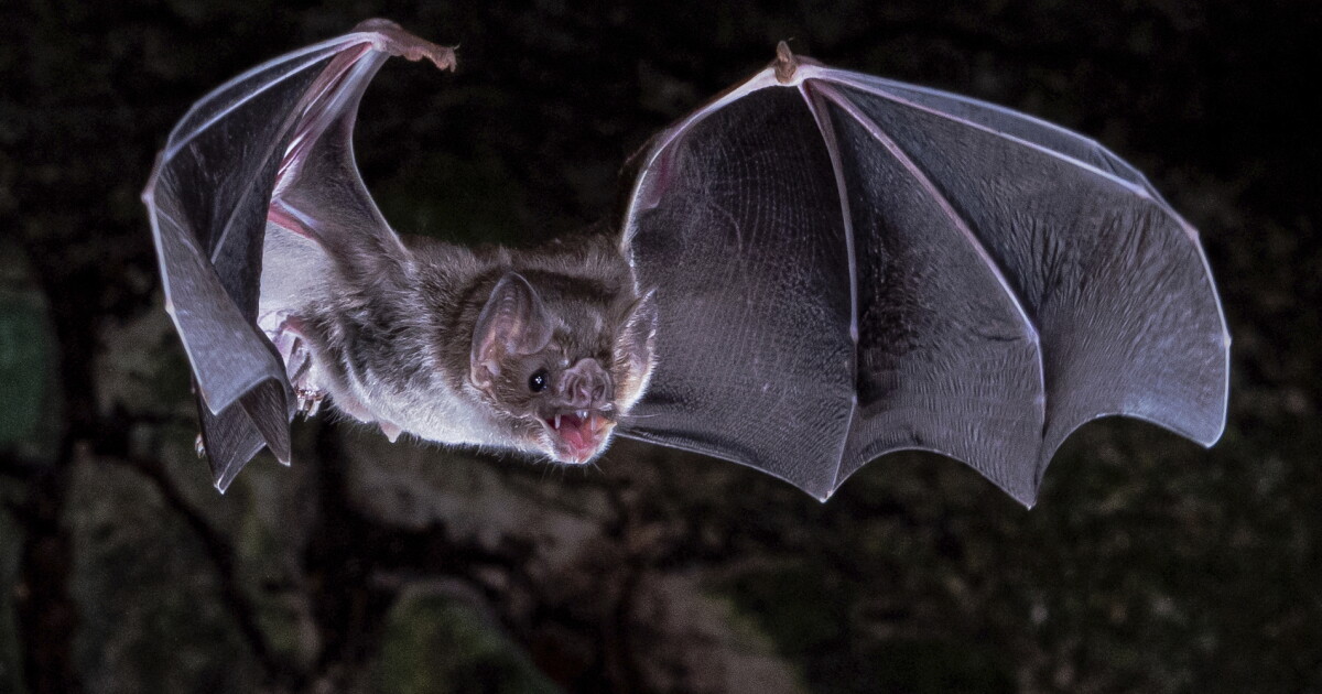 Bat tests positive for rabies in Ionia County; health department advises residents to remain alert