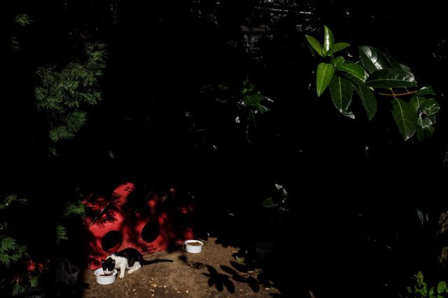 Photos: This place is known as 'The City of Cats'