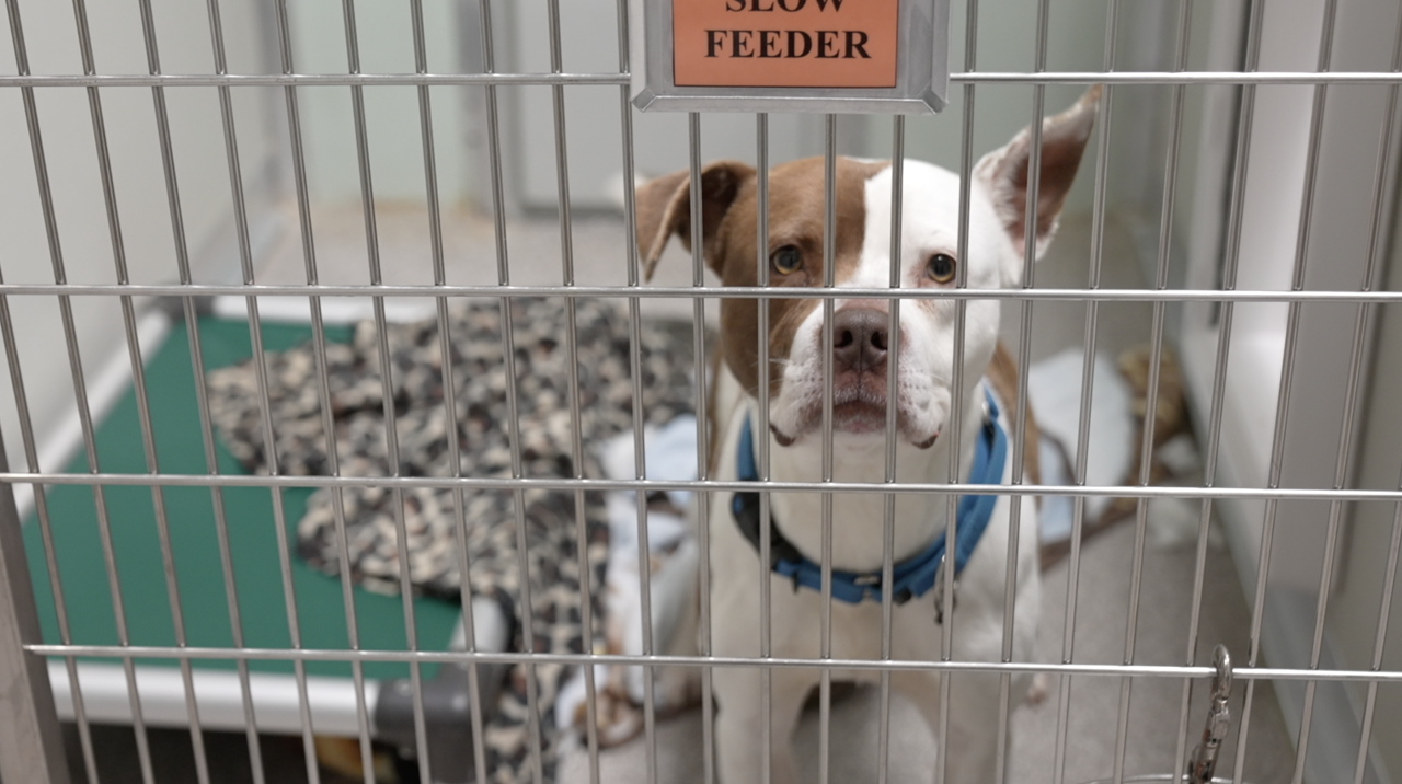 Dog held at Ingham County Animal Control & Shelter