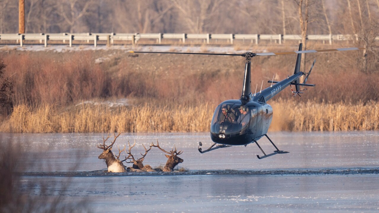 Elk and Copter 
