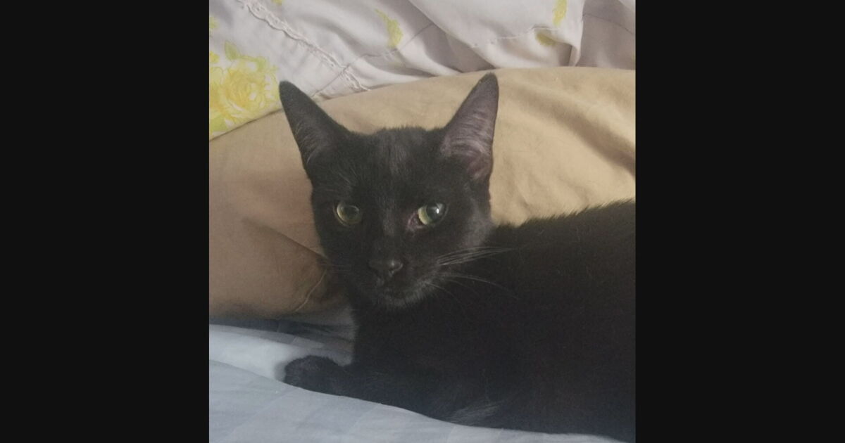 Scammer demanded money from owner of lost cat that was posted online - Vimarsana News