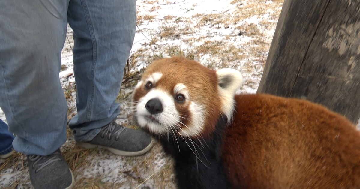Panda prediction: ZooMontana's Pabu the Red Panda makes Super Bowl pick - Vimarsana News