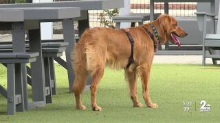 Bark Social in Canton reopens months after bankruptcy closure, celebrates with weekend events