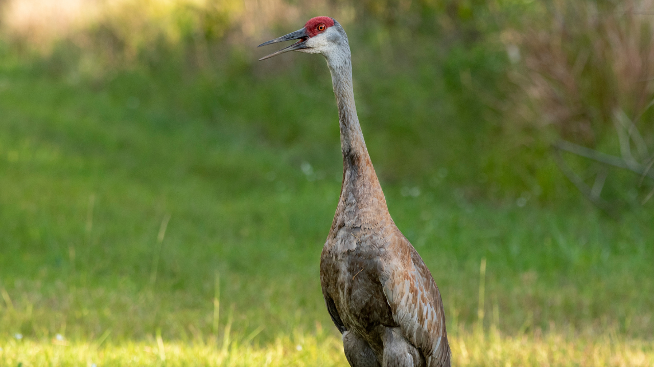 Sandhill crane Julie Palermo.png