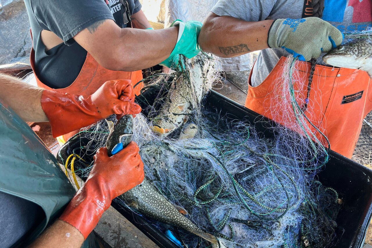 Whitefish Decline Fishing
