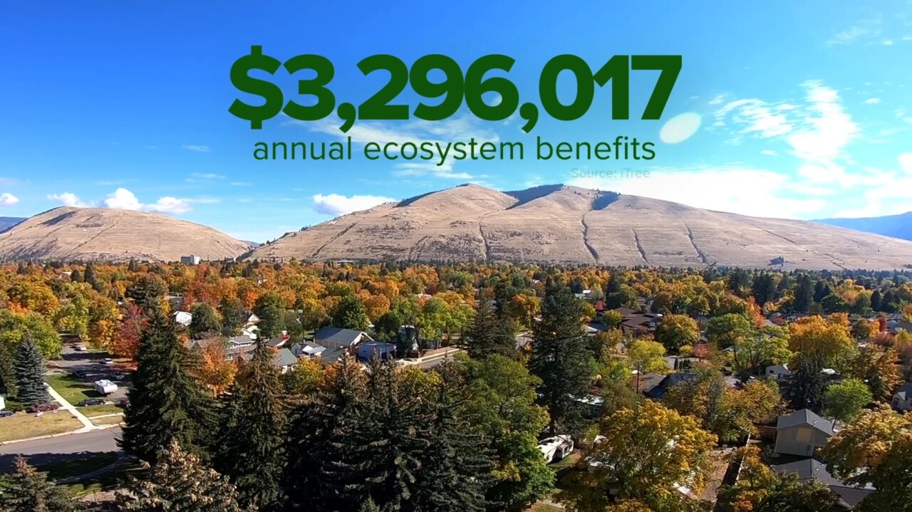 Missoula's urban forest provides millions in ecosystem benefits