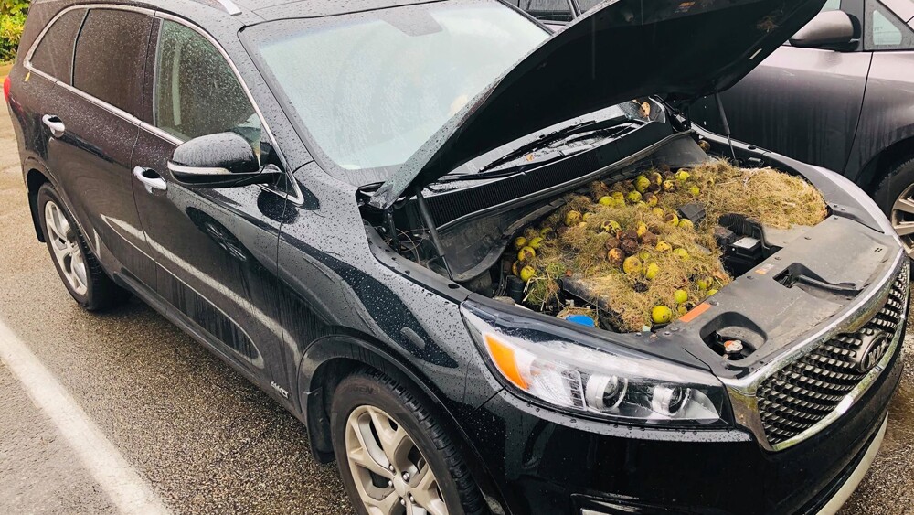 Chris and Holly Persic found more than 200 walnuts under the hood of their car.