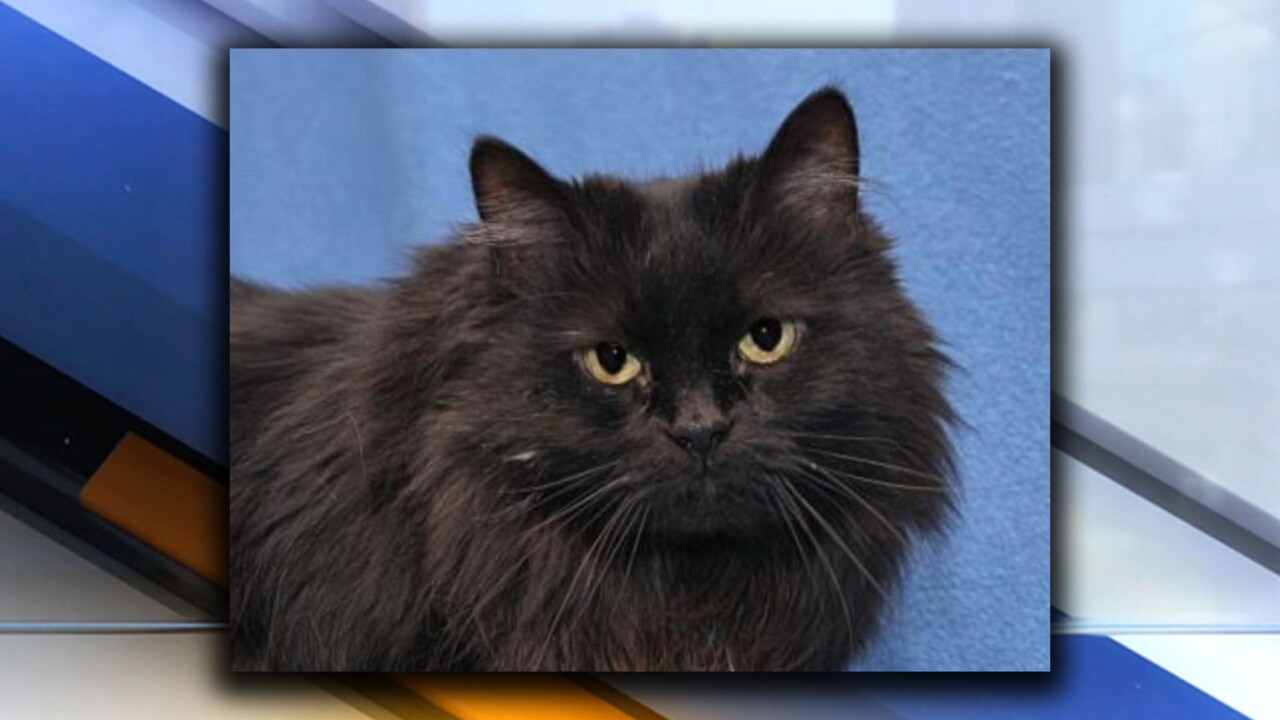 Lake Humane Society Rescue Cat Saves Owners Life After He Saved Hers