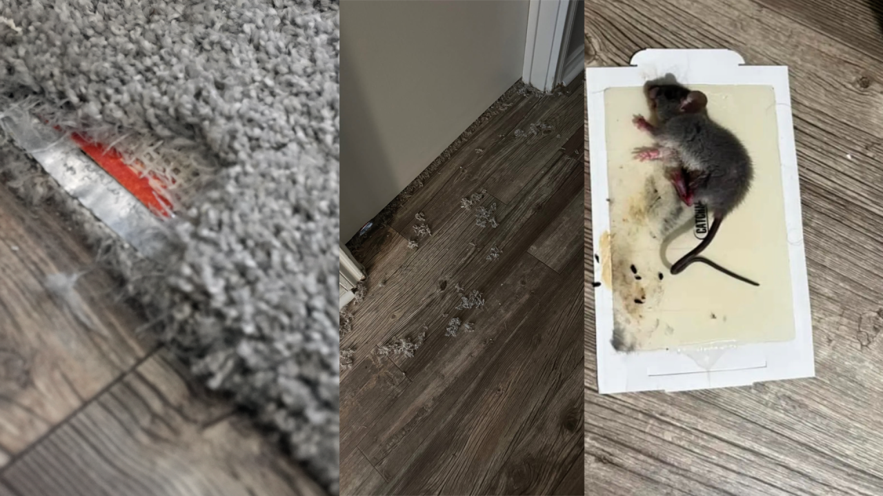 Rat inside unit Azure Apartments.png