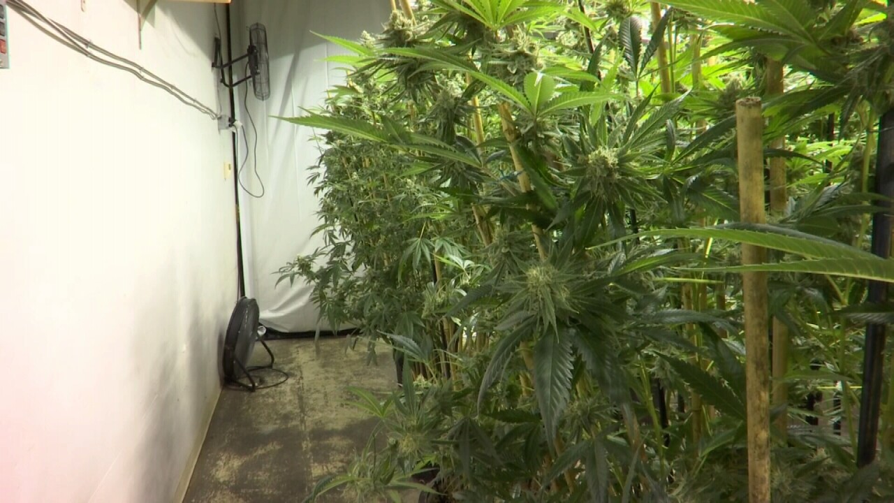 060721 MARIJUANA WIDE.jpg