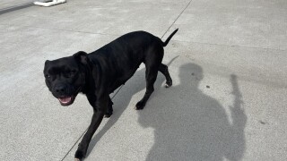 Shelter pet at Jessamine Co. animal shelter