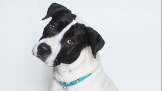 wptv dog.JPG