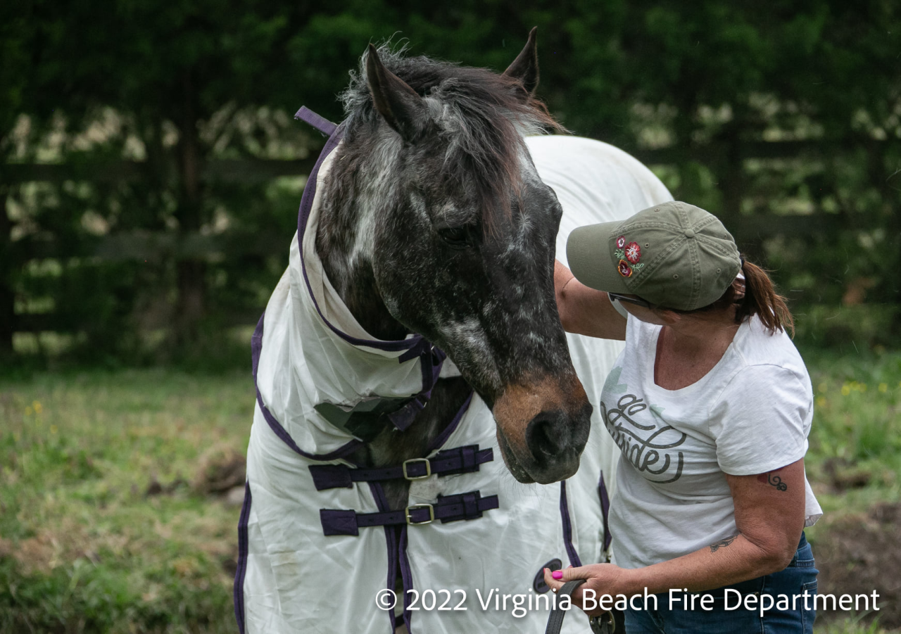 Virginia Beach Fire Department helps horse that fell in ditch (April 5)