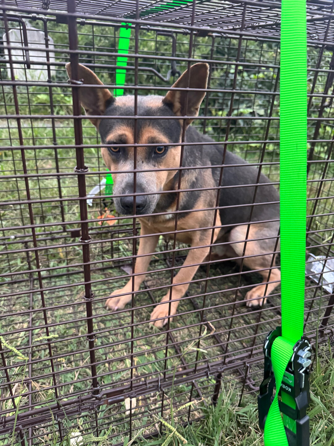 lucky in cage