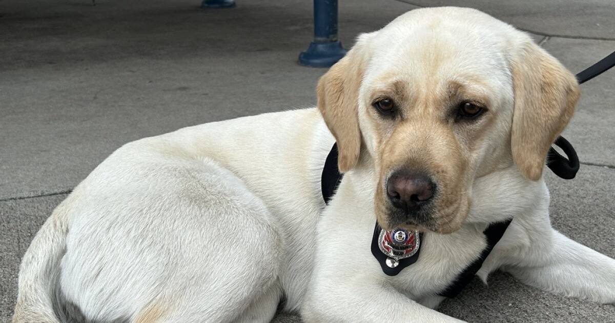 Meet Ash, Colorado’s canine trained to investigate wildfires
