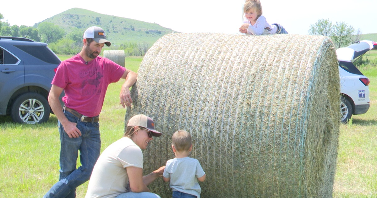 Nationwide hay shortage hindering some Montana ranchers and consumers - Vimarsana News