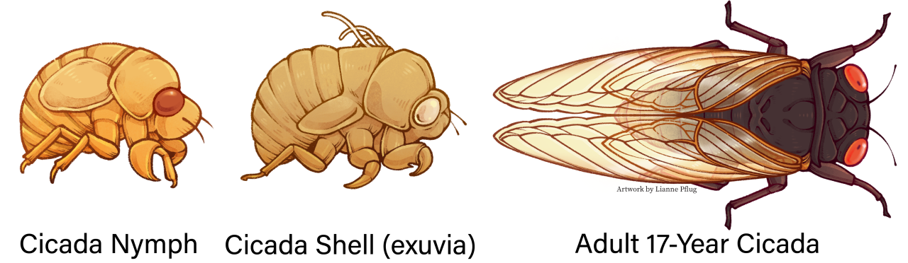 Above_ground_Cicada_Lifecycle.png
