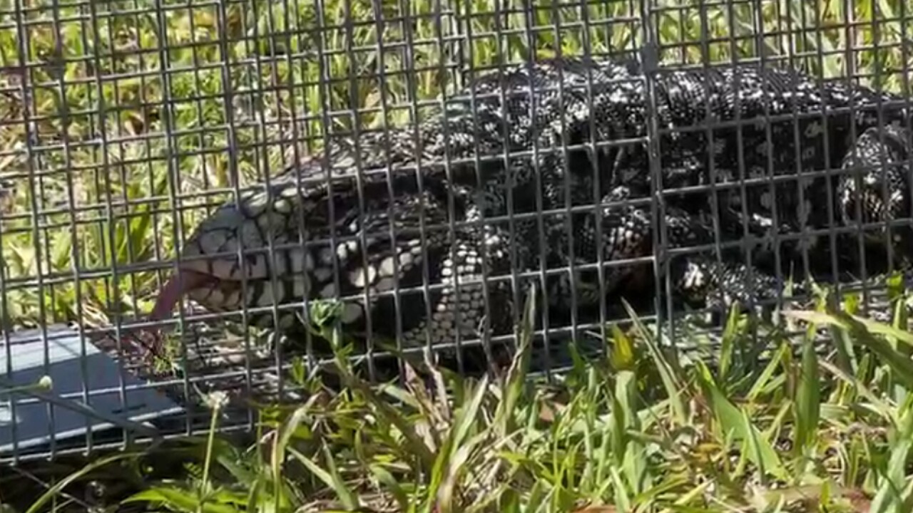 An Argentine black and white tegu in Fort Pierce on April 20, 2022 (1).jpg