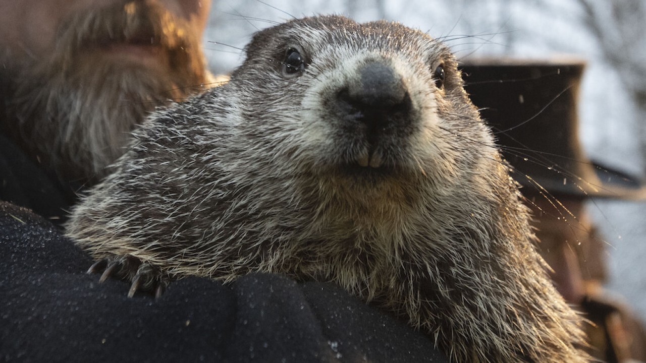 Punxsutawney Phil.jpg