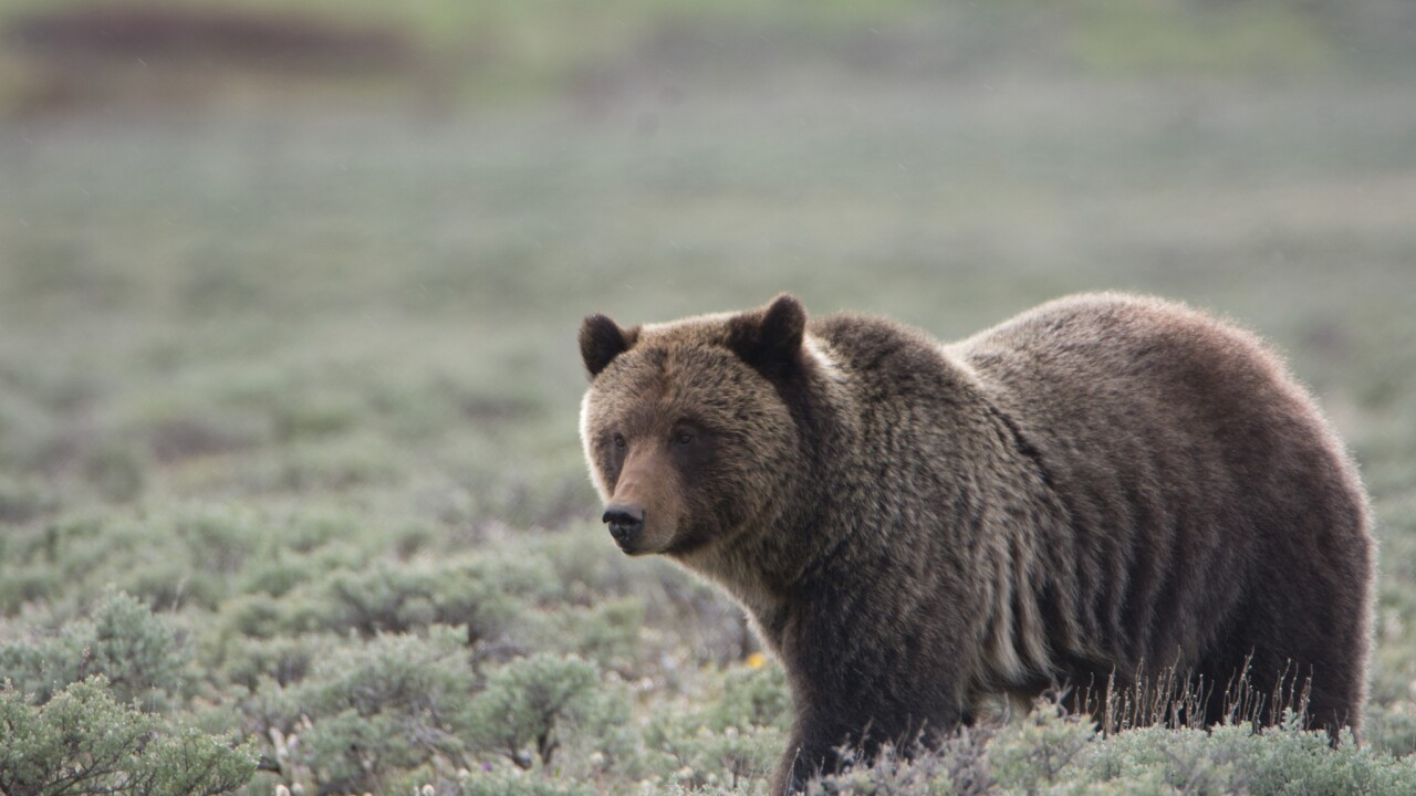 Grizzly Bear.jpg