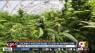 Who will be Ohio's medical pot farmers?