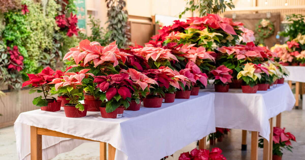 Cal Poly hosts annual Poly Plant Holiday Sale once again - Vimarsana News