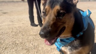 Sierra Vista hosts pet CPR class to help animal professionals in Arizona be prepared for pet distress calls 