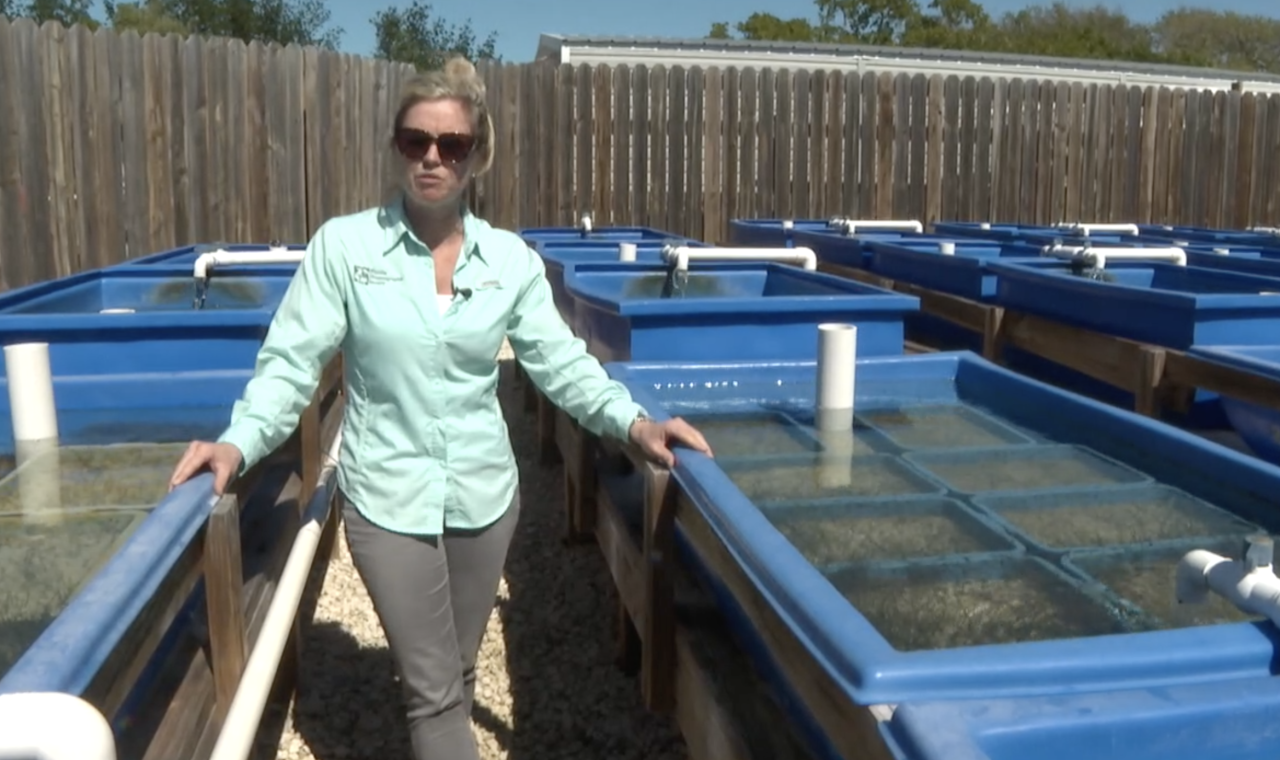 Dr. Lorae Simpson seagreass Lake O releases St Lucie River 02202024