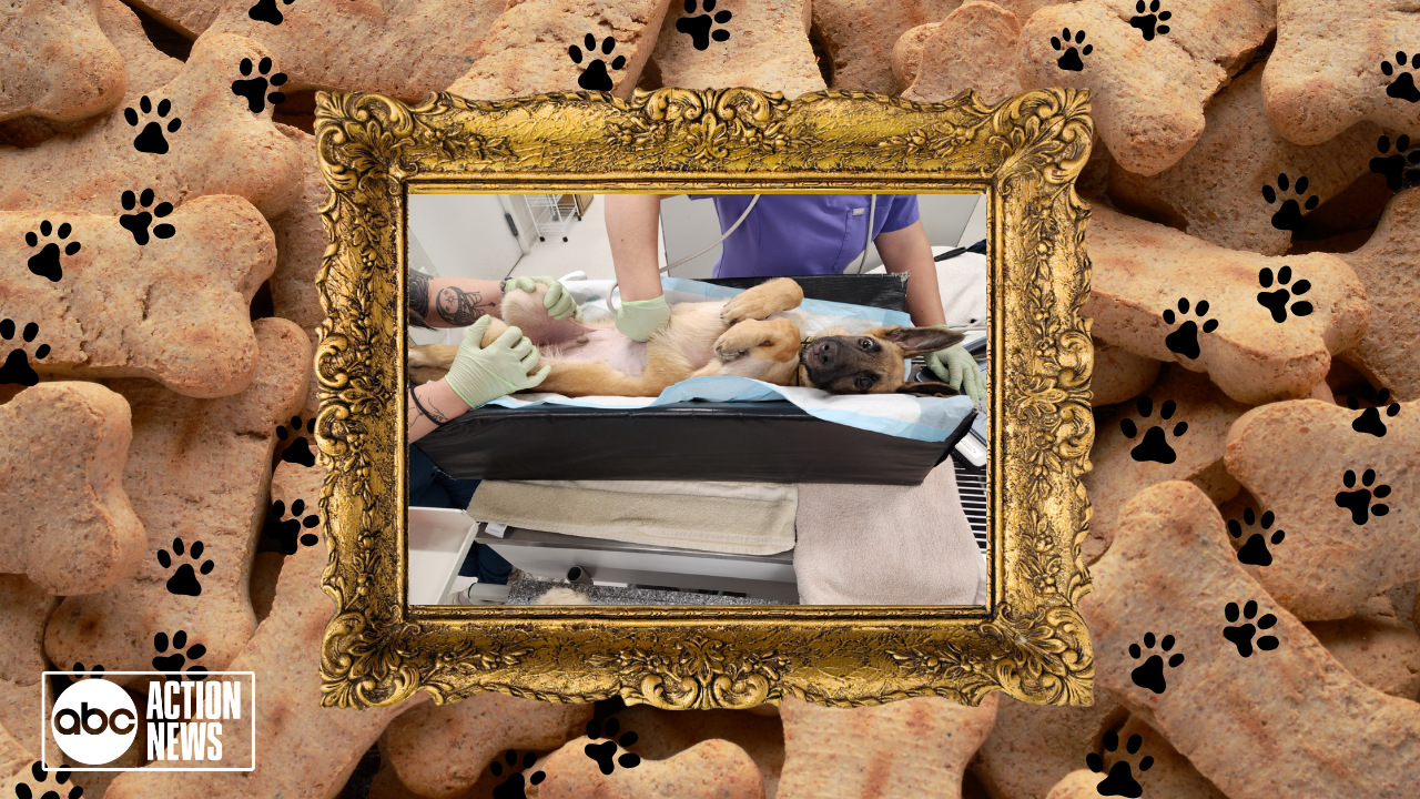 Rescues in Action: Finn