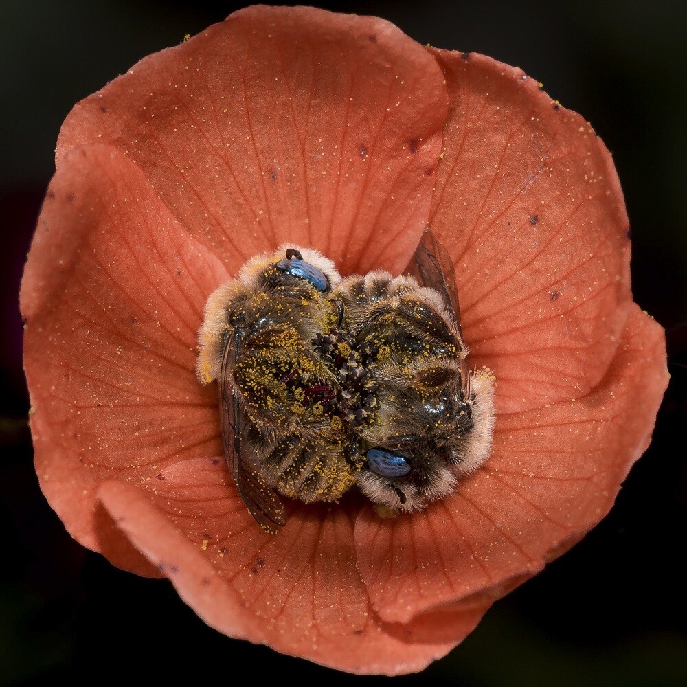 Two bees sleeping in a flower, US 60 near Globe, AZ by Joe Neely