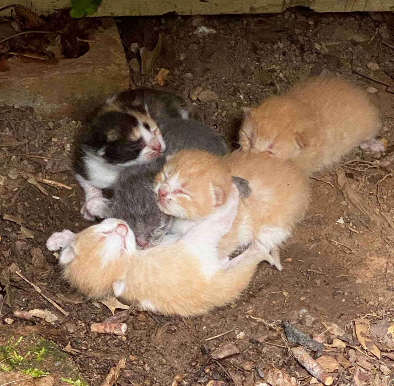 Kittens in window well