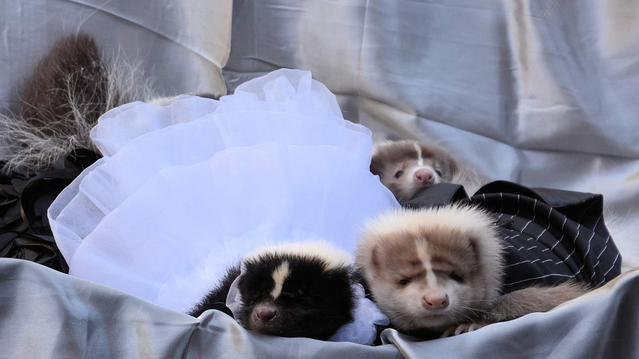 Skunk wedding Kat Wysocki3.png