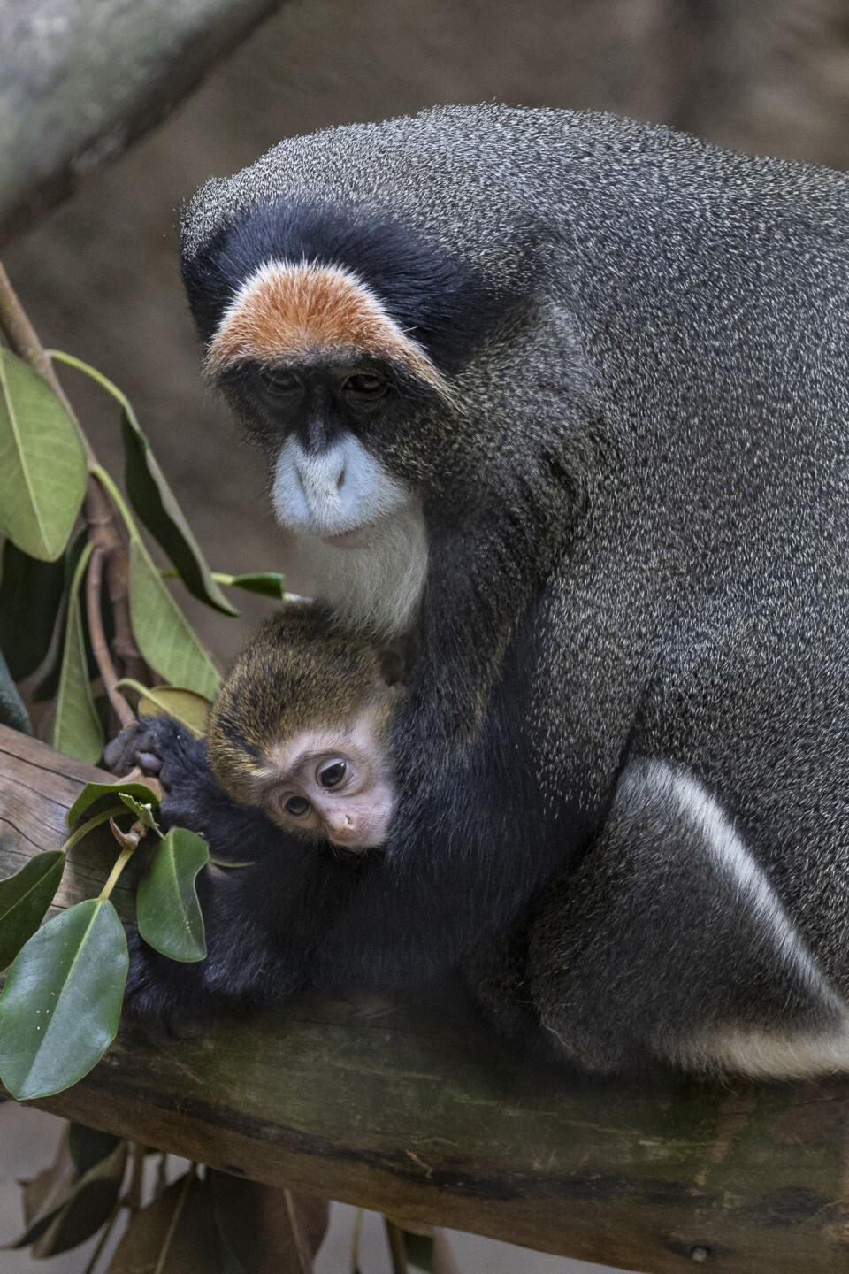 First birth of De Brazza's monkey at San Diego Zoo in 26 years