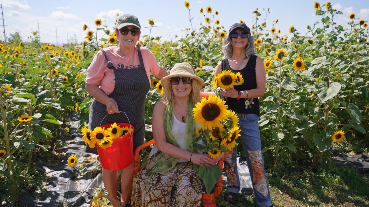 sunflower11_2.31.2.jpg