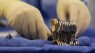 Criticism surrounding organ procurement groups continues