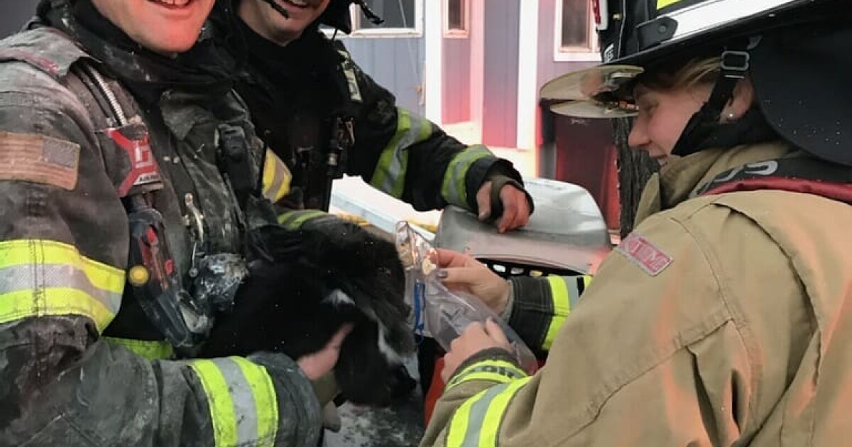 Billings firefighters save pet rabbit from house fire