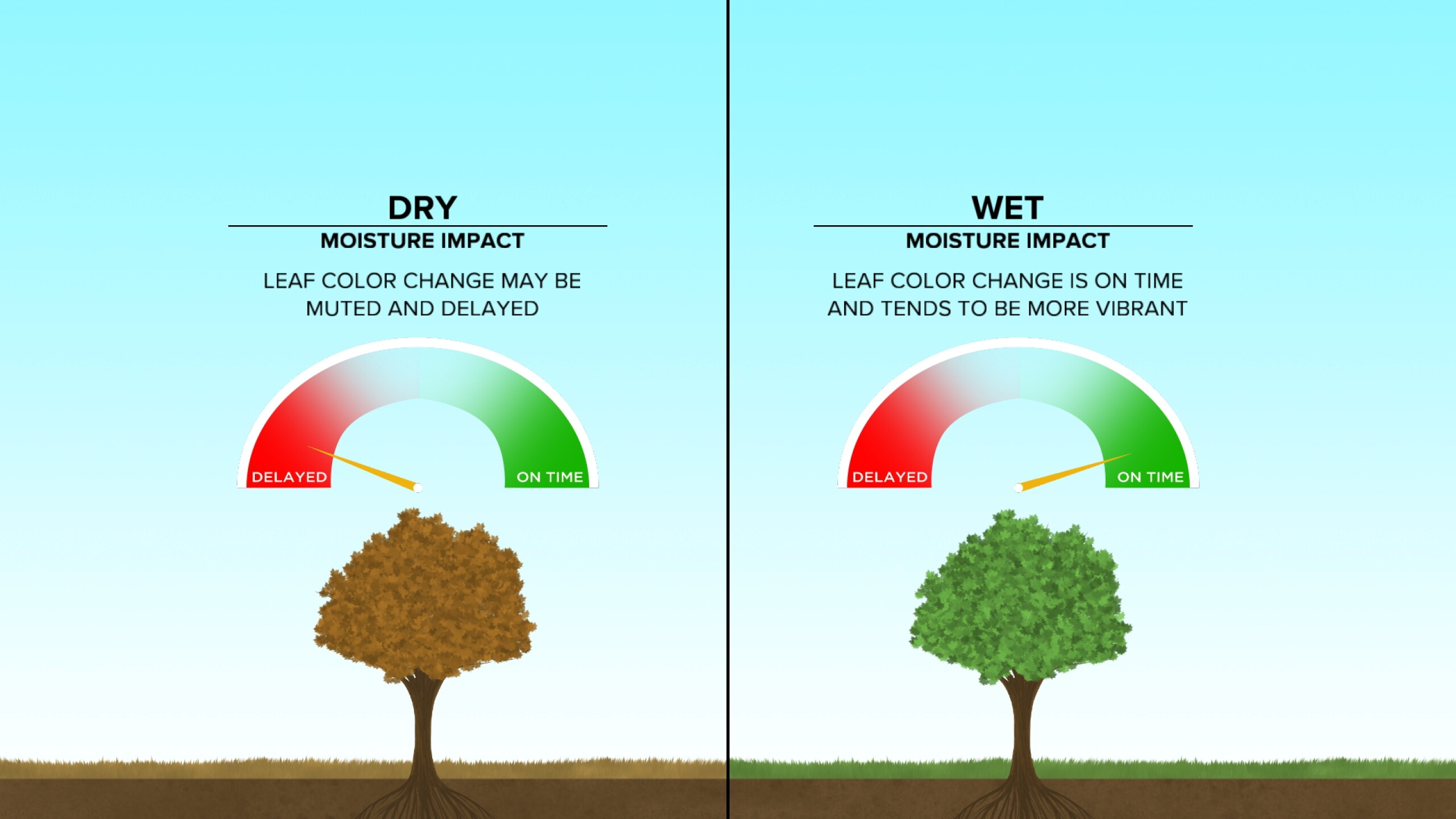 The science behind why leaves change color in the Fall.