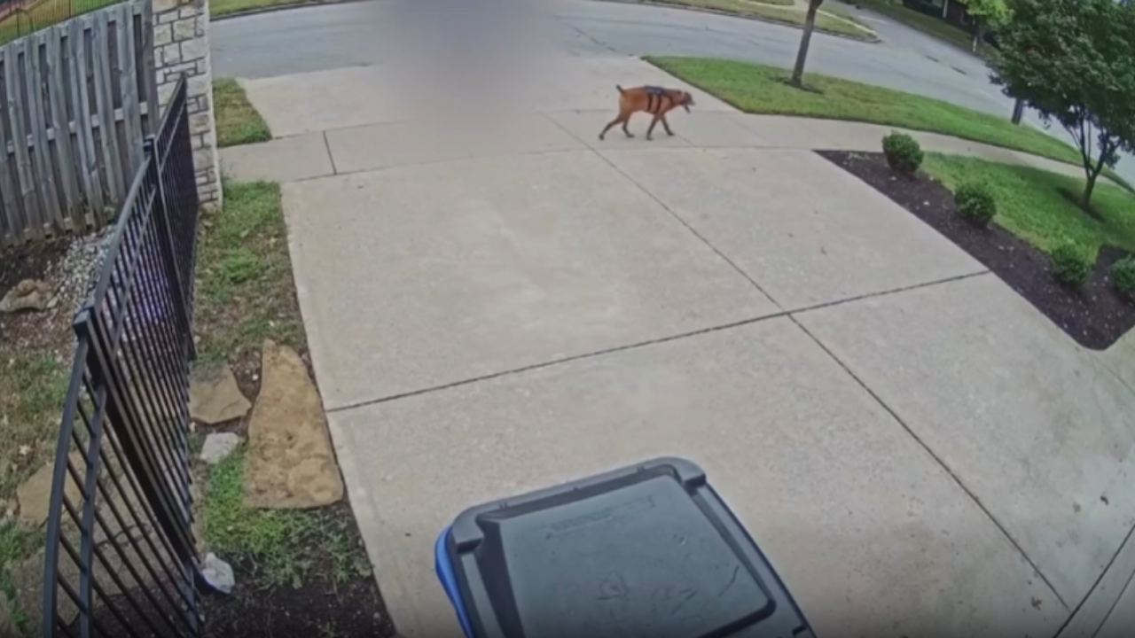 Lexington neighborhood cat killed in reported dog attack