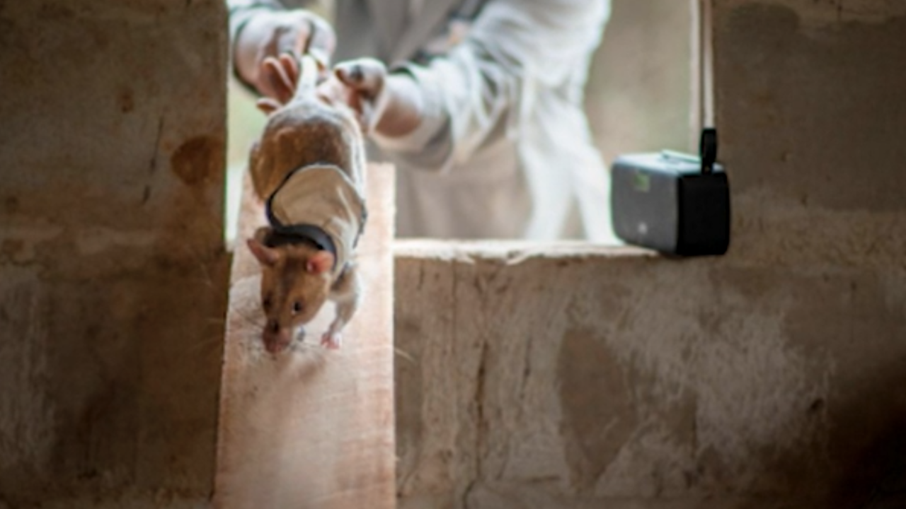 African researchers are working on training rats to help in disaster ...