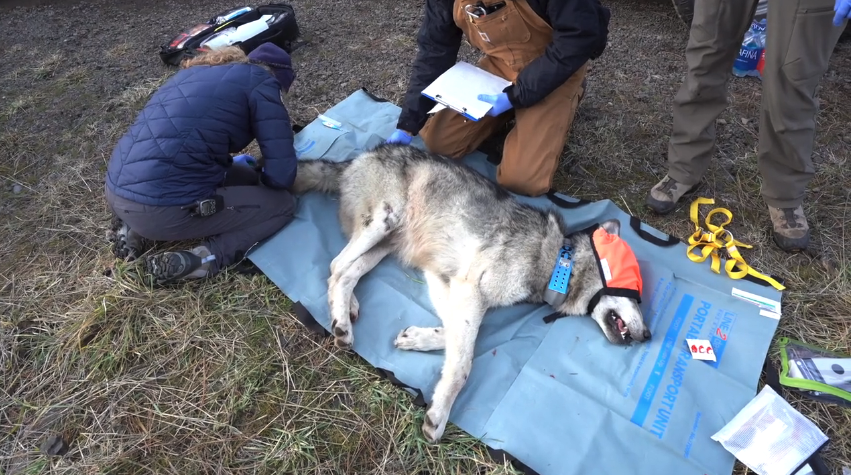 wolf reintro_Colorado Parks and Wildlife