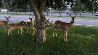 Deer in Beverly Hills
