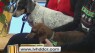 Pucker Up To A Pooch 12/18/15