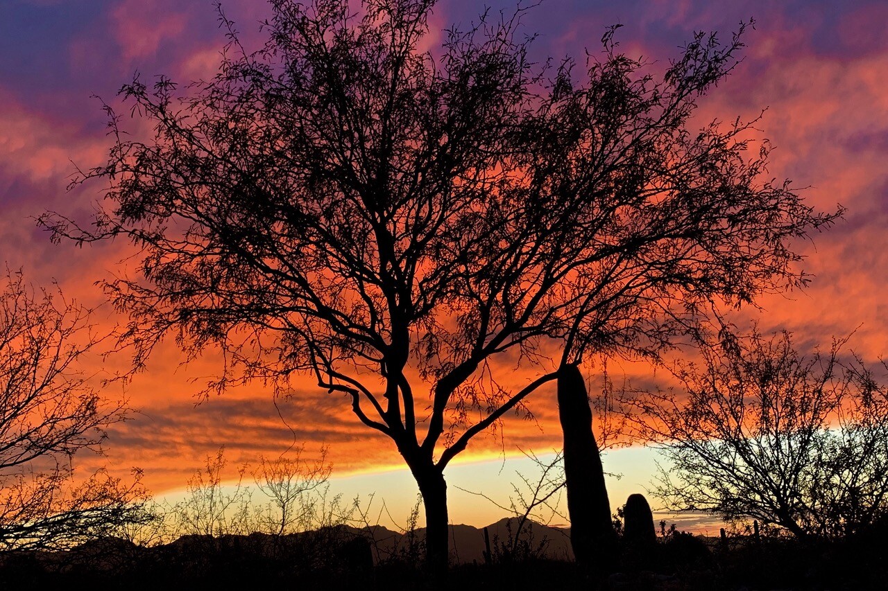 January 31: Tucson sunset photos