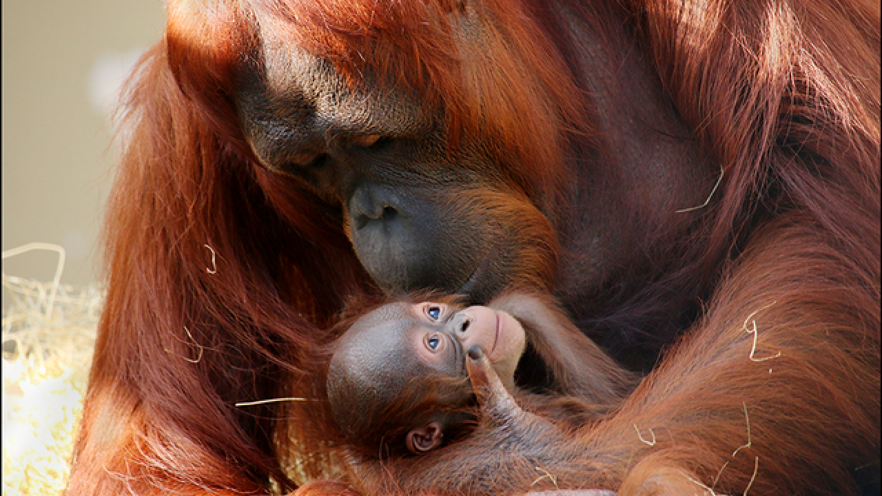 Busch Gardens Tampa Bay welcomes 3 pound baby orangutan Busch Gardens Tampa Bay welcomes 3 pound baby orangutan