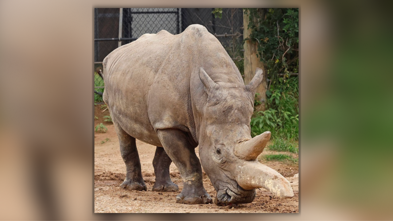 Cameron Park Zoo announces the death of its male White Rhinoceros, Jabba 