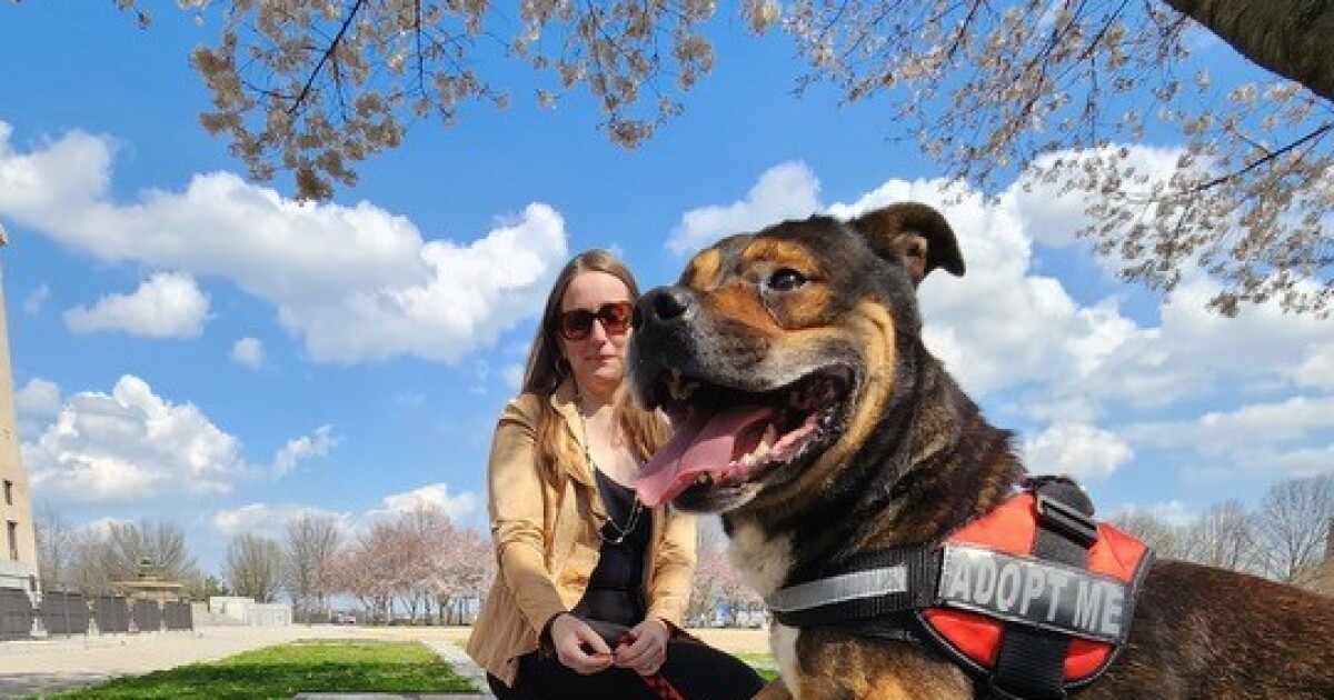 It's National Puppy Day, and Metro Animal Care has a new pet partnership - Vimarsana News